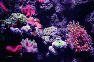 Биолюминесцентный коралловый аквариум в аквариуме Кэрнса.
