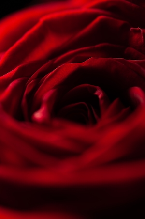 Крупный план красной розы