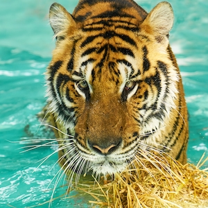 тигр в воде, крупный план, смотрит в кадр 