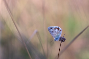 пестрая голубая бабочка с раскрытыми крыльями, крупный план 