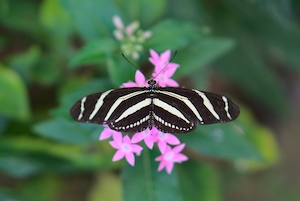 черно-белая полосатая бабочка с раскрытыми крыльями, крупный план 