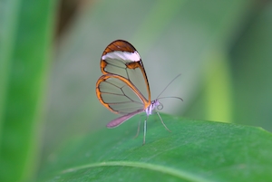 бабочка с прозрачными крыльями, крупный план 