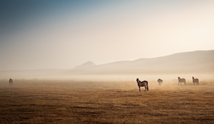 лошади в туманном поле 