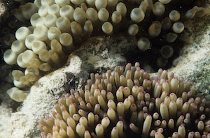 тусклые кораллы, коралловые рифы 