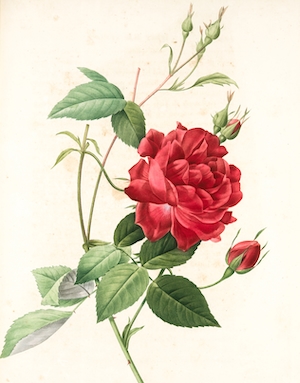 Цветок красной розы, крупный план, гравюра