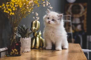 Белый котенок в домашней обстановке 
