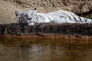 Белый тигр лежит рядом с водопоем.