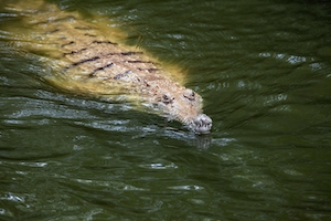  пресноводный крокодил плывет у поверхности воды 