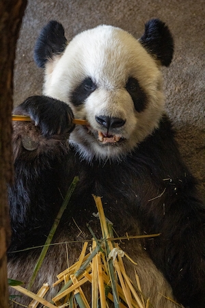 Панда жует немного бамбука