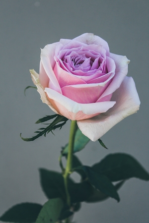 Бутон бледно-розовой розы, крупный план 