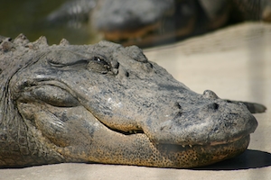Крокодил, крупный план 