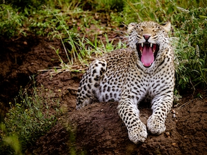 дикая природа большая кошка леопард зевает 