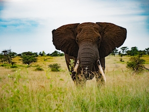 Слон гуляет по траве 