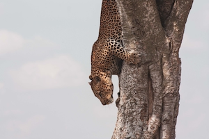 леопард спускается вниз по дереву 