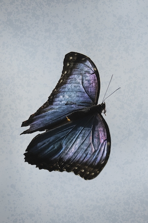 черная бабочка с пастельными крыльями на светлом фоне, крупный план 