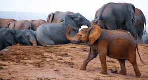 Молодой слоненок гуляет в окружении больших слонов 