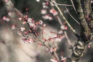 Макрофотоснимок цветков вишневого дерева, снимок цветков сакуры
