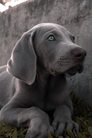 Серый щенок Веймаранера