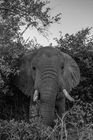 черно-белая фотография слона 