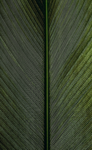 Текстура тропического листа