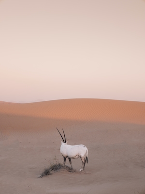 козел в пустыне, песчаные дюны, барханы