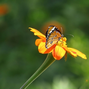 бабочка монарх сидит на распустившемся оранжевом цветке 