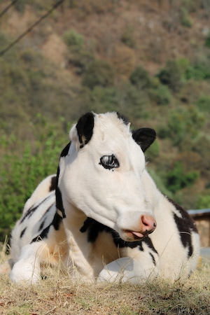 черно-белая корова лежит на сене, крупный план 