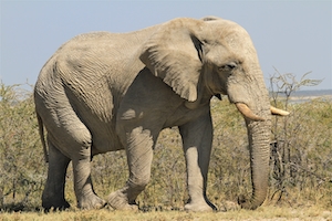 фото слона в полный рост 