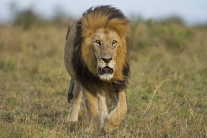 Самец африканского льва из Кении по кличке Лолпарпит