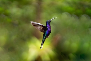 Красивая колибри