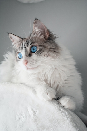 Дымчатый серо-белый кот с голубыми глазами 