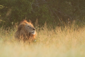 Лев в траве на закате 