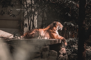 тигр лежит на скале 