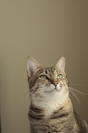 Полосатый кот на бежевом фоне смотрит вверх 