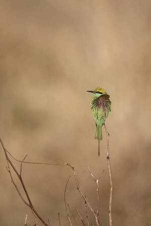 маленькая зеленая птичка на ветке, крупный план 
