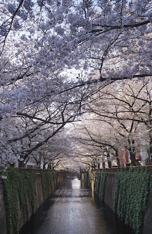Цветущие вишневые деревья на реке Мегуро, Япония