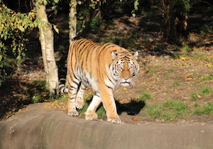 тигр гуляет на солнце, смотрит в кадр 