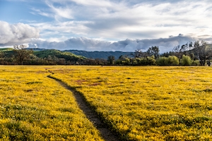 цветущее желтое поле под голубым небом, тропинка в поле 