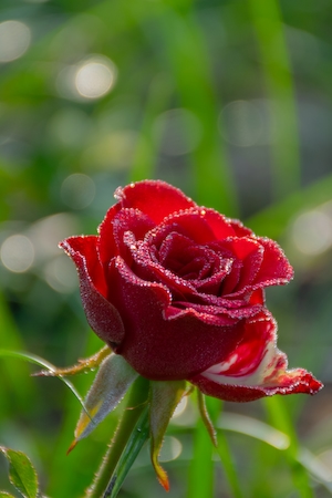 Красная роза. Цветок красной розы, крупный план 