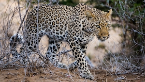 Южноафриканский леопард на охоте 