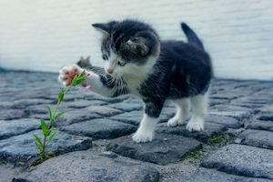 Котенок играет с маленьким цветком.