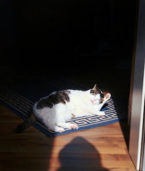белый пятнистый толстый кот лежит на ковре 