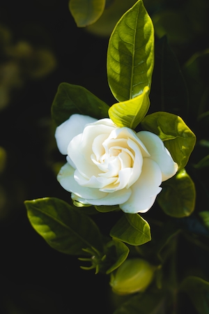 Белая роза, крупный план 