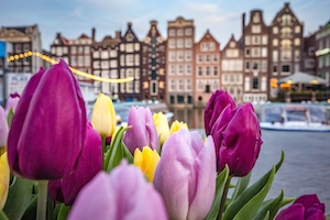 Тюльпаны в Амстердаме