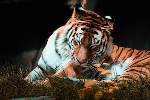 тигр лежит на траве 