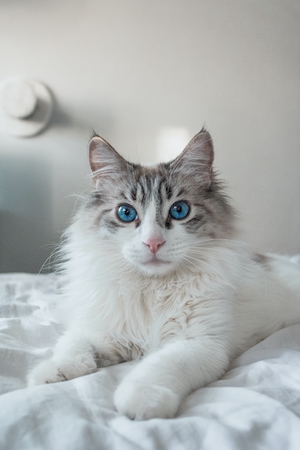 Дымчатый кот с голубыми глазами на пастели 