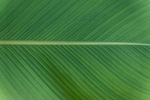 Зеленый лист, текстура, крупный план, макросъемка 