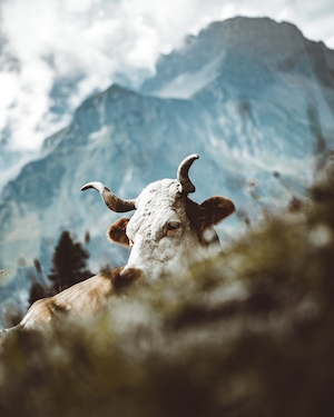 рогатая корова лежит на фоне гор 