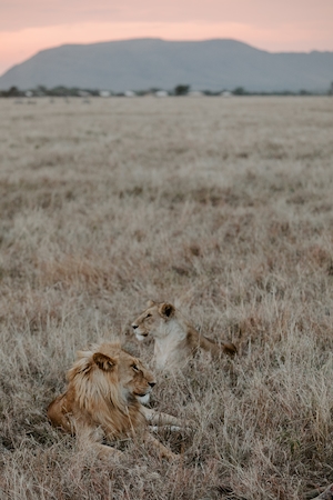 Львы в траве 
