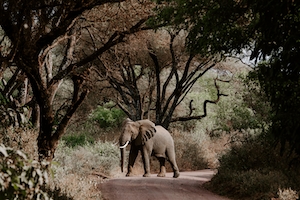 Слон переходит дорогу
